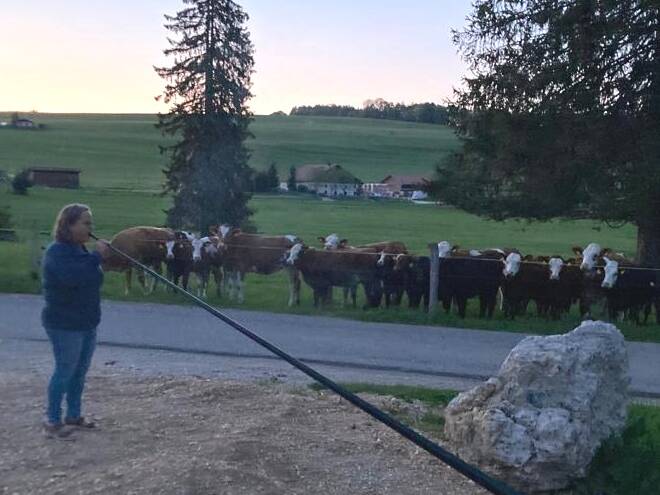 Kühe und Swiss Carbon Alphorn