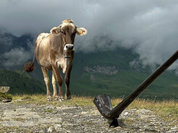 obwald swisscarbonalphorn